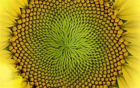 Download Wallpaper 3840x2400 Sunflower Flower Macro Petals Drops