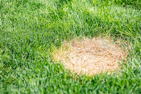 What Causes Brown Spots On Your Lawn Or Turf How Do You Fix It Images