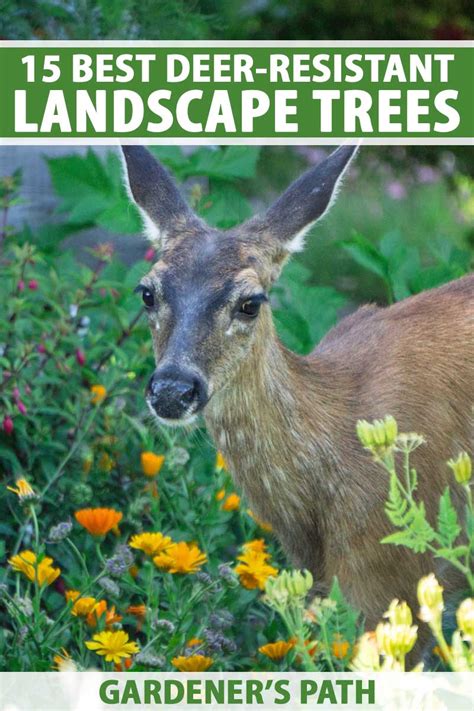 15 Best Deer Resistant Landscape Trees For Your Yard Gardeners Path