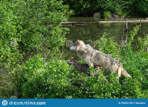 Three Grey Wolves Canis Lupus Adult And Pupslook Left On Island Summer
