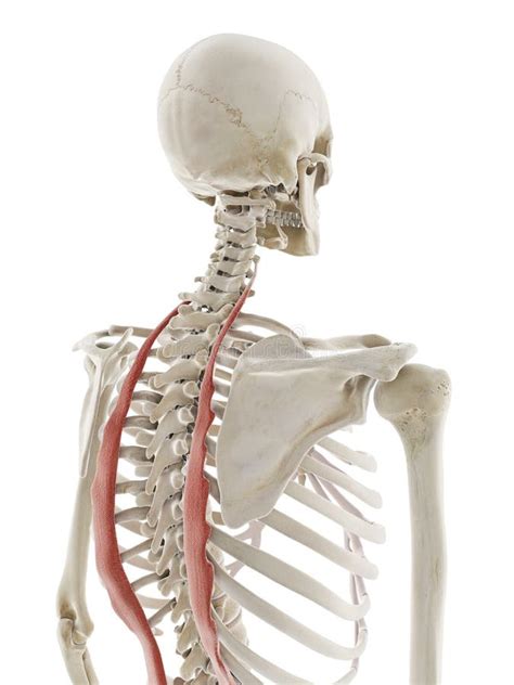 Anatomie De Muscle Iliocostalis Pour Lillustration Médicale Du Concept
