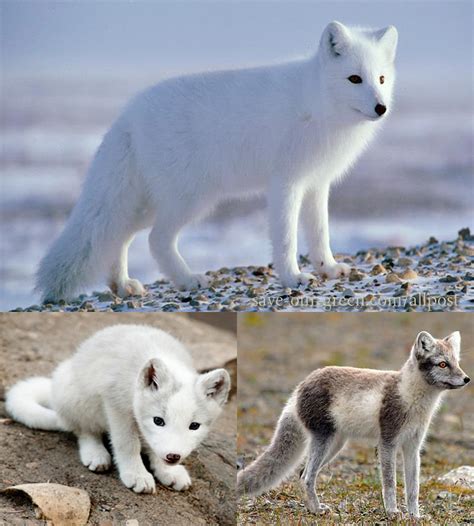 Arctic fox - Save Our Green