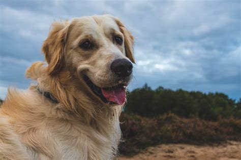 5 Best Grooming Tools for Golden Retrievers (Buying Guide)