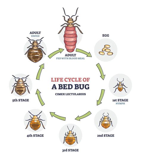 The Life Cycle Of A Bed Bug Vergo Pest Management