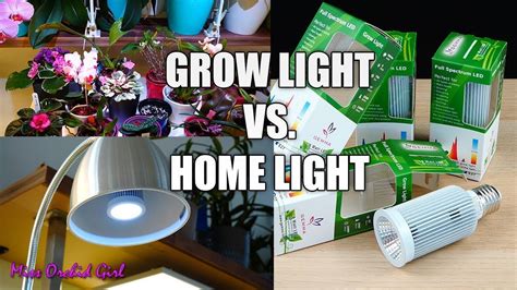 Check spelling or type a new query. Orchid Experiment - Plant Growing Light Bulbs Vs. Normal ...