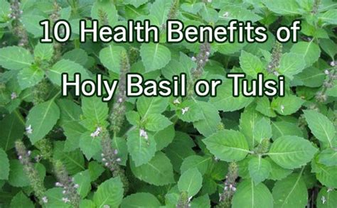 10 Health Benefits Of Holy Basil Tulsi