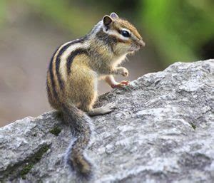 The pleasure they can give will. Chipmunk Control & Removal | Expert Pest | Extermination ...