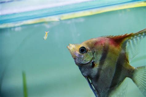 What Do Angelfish Eat And Can They Eat Other Fish Food Avid Aquarist
