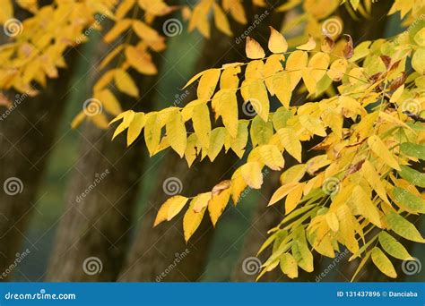 Autumn Yellow Leaves On The Trees Stock Photo Image Of Pattern Fall