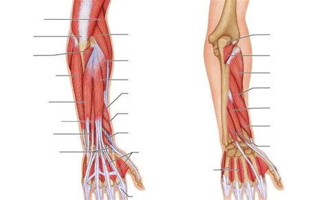 Diagram Of Forearm Muscles