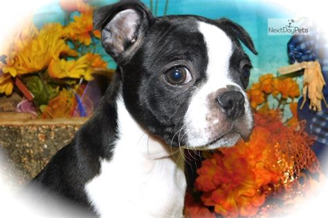 Below we've outlined the 5 steps to get you closer to having your own furman boston terrier puppy. Boston Mix: Boston Terrier puppy for sale near Chicago, Illinois. | 07f69e8b-aa61