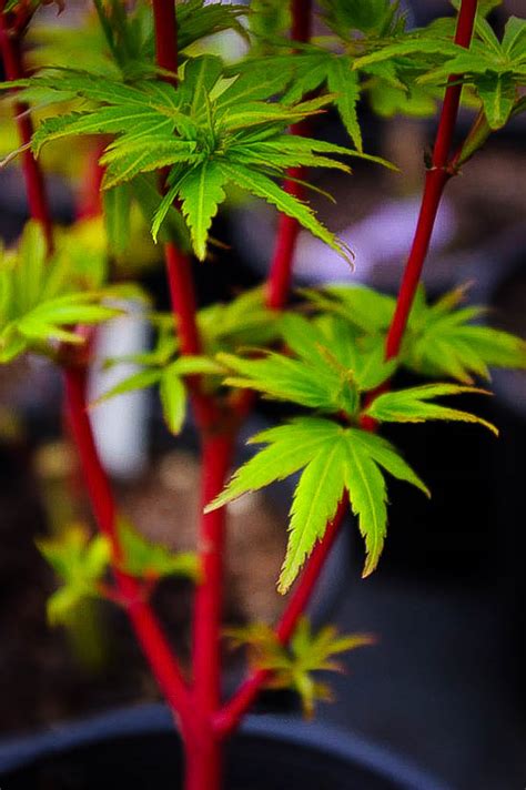 Pacific Fire Vine Maple For Sale | The Tree Center™