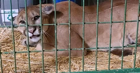 Nebraska Mountain Lions Long Walk Comes To An End In Indiana