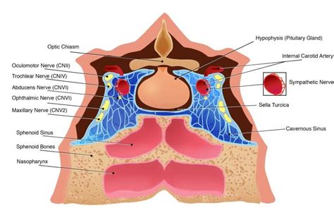 Explicación del seno cavernoso con vista XR anatomía para pacientes