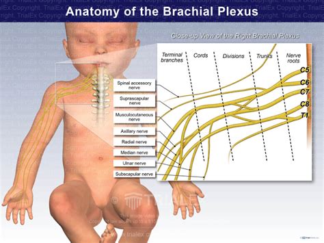 Anatomy And Close Up Of The Right Brachial Plexus Trialexhibits Inc