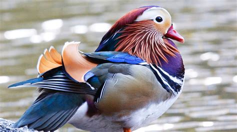 This Mandarin Duck In Central Park Is A Social Media Superstar