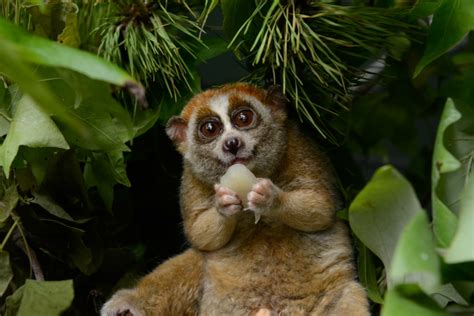 Pygmy Slow Loris Info Diet Habitat Conservation Pictures