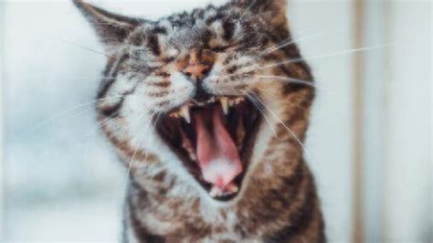 In cats, the mandibular third premolar (the first. Tooth Resorption in Cats (Cat Cavities) | Healthy Paws Pet ...