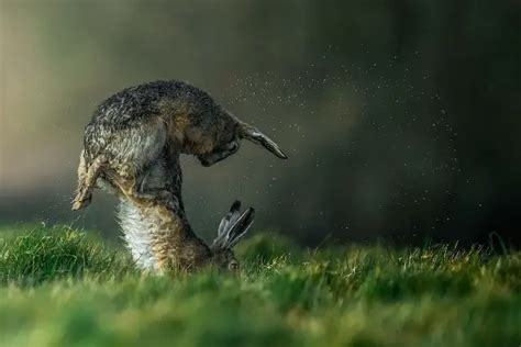 Photos See The Mad March Hares On The Isle Of Wight Isle Of Wight