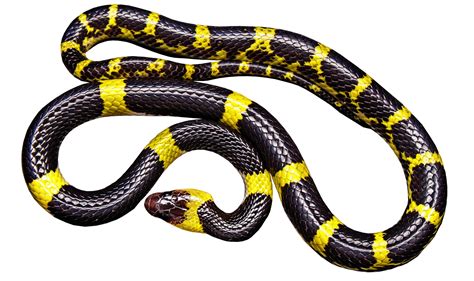 Fotos Gratis Aislado Reptil Fuente Vertebrado No Tóxico Amarillo Negro Serpiente De Liga
