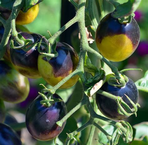 Grape Tomato Plant Stock Photo Image Of Plant Taken 59442694