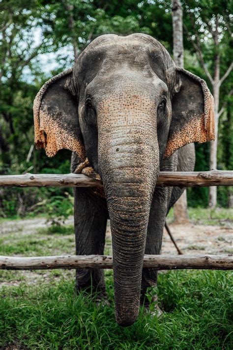 A true story of ani. Ethical Tourism in Thailand - Phuket's First Elephant ...