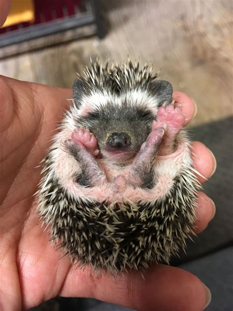 Pin By Tera On Baby Hedgehogs For Sale Hedgehog For Sale Baby