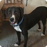 Beyond vaccinations, we also offer microchipping, diagnostic testing, and deworming. richmond, VA - Pointer Mix. Meet Horace a Dog for Adoption.