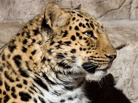 Amur Leopard - Denver Zoo