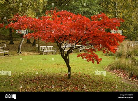 Red Leaved Japanese Maple Tree In A Park Stock Photo Alamy