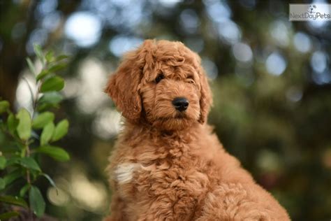 Where the breed was founded by beverly manors of rutland manor & her daughter angela of tegan park. Orange Boy: Labradoodle puppy for sale near Tampa Bay Area ...