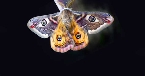 Rüyada Güve Görmek Ne Anlama Gelir? - Diyadinnet Rüya Tabirleri