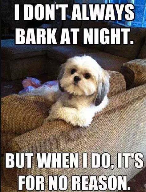 Funny Dog Memes That Will Have You Rolling Mutt Scrub Products
