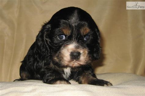 Welcome to chattanooga's very own subreddit! Cocker Spaniel for sale for $500, near Chattanooga, Tennessee. e920d898-68d1