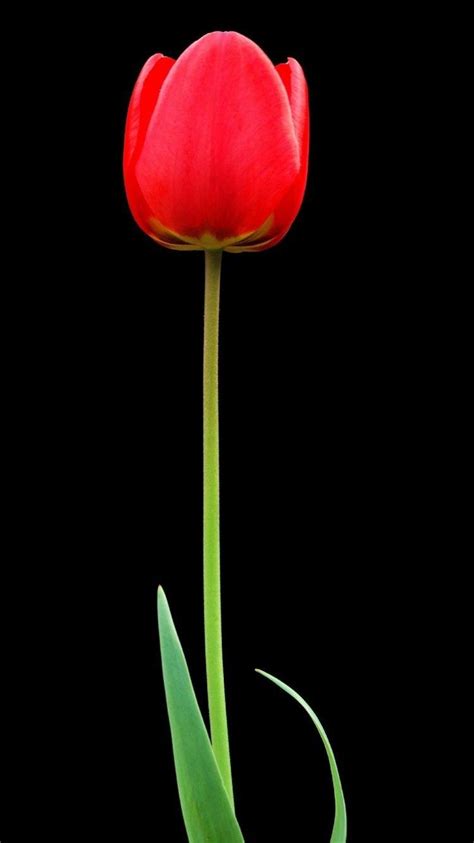 Tulip Flower Wallpaper Hd In Black Background Best Flower Site