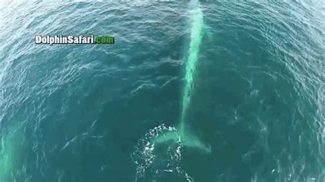 Dramatic Drone Footage Of The Most Awesome 80 Foot Blue Whales Youve