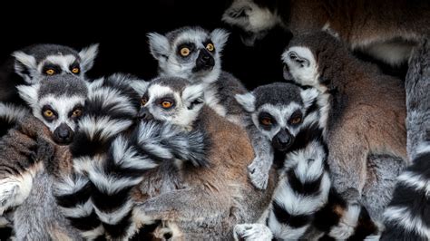 Jak Pomóc Lemurom Zostać Ekoturystą Galeria National Geographic