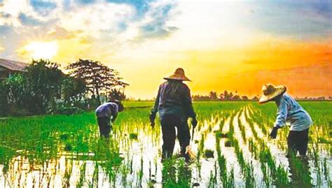 Accordingly, malaysia was able to increase its rice production and stock by 200 percent, and it was able to reduce rice imports (najim et al. Malaysia must prioritise attaining self-sufficiency in ...