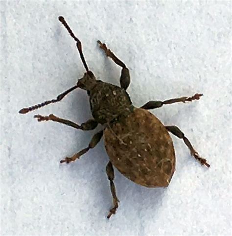 Download this picture for free in hd resolution. short-snouted/broad-nosed weevil - PEST CONTROL CANADA