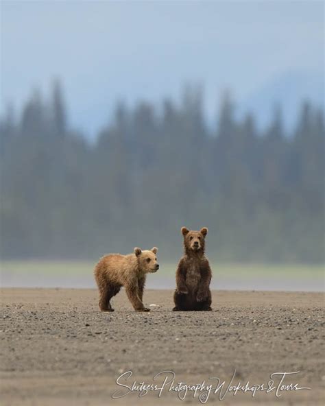 Grizzly Bear Cubs Stick Together On Beach In Alaska Shetzers Photography
