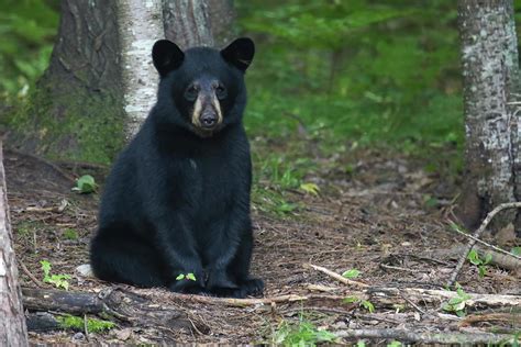 Sitting Black Bear Cub Photograph By Brook Burling Pixels