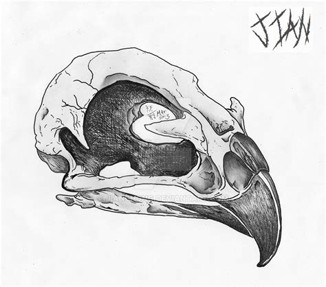 Bird Skull By Jianchong On Deviantart