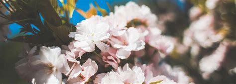 Check spelling or type a new query. Garten Aktuell - Mai - Elsener Gartenpflege GmbH, 6345 ...