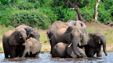 about 90 elephants killed poached near wildlife sanctuary in africa ewb