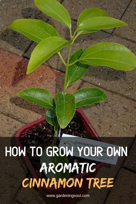 How To Grow Your Own Aromatic Cinnamon Tree Medicinal