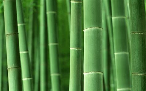 Green Bamboo Leaf Wallpaper Hd Bmp Troll