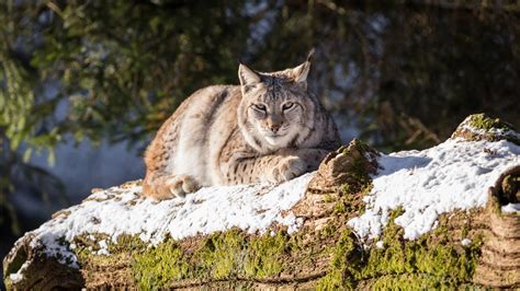 Wallpaper Wildcat Lynx Snow Rest 1920x1080 Full Hd Picture Image