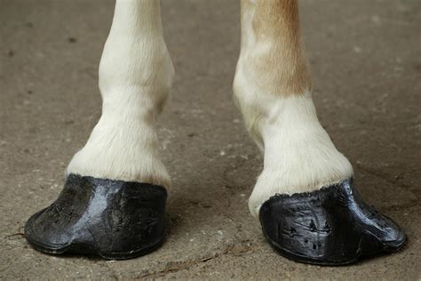 Club Foot In Horses Symptoms Causes Diagnosis Treatment Recovery