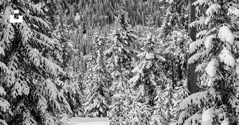 Snow Covered Pine Trees During Daytime Photo Free Grey Image On Unsplash