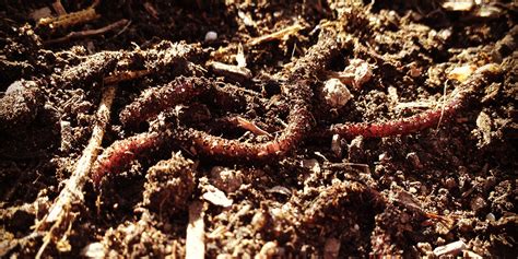 Earthworms For Composting And Gardening Rocky Mountain Organic Supply